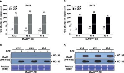 A Gain-of-Function Mutant of IAA15 Inhibits Lateral Root Development by Transcriptional Repression of LBD Genes in Arabidopsis